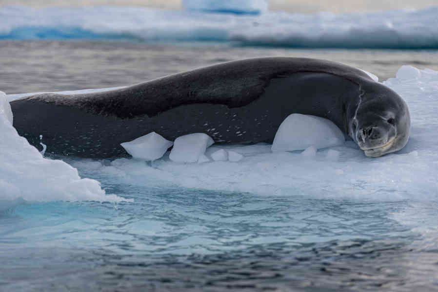 Foca Leopardo - Antártida 04.jpg